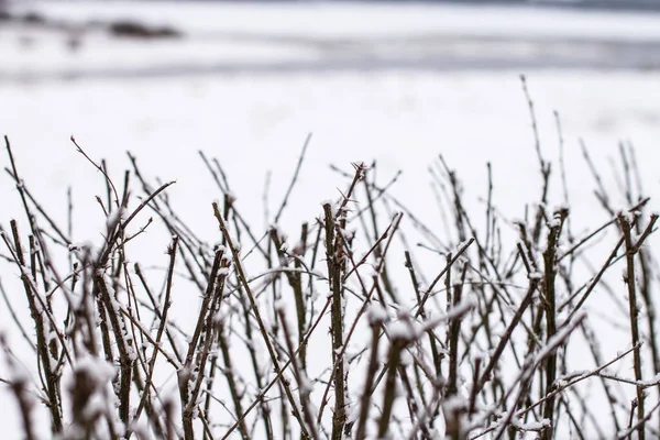 Trockene Äste Mit Schnee Verschneite Äste — Stockfoto