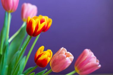 Mor arkaplanda laleler