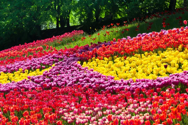 Campo de tulipas — Fotografia de Stock