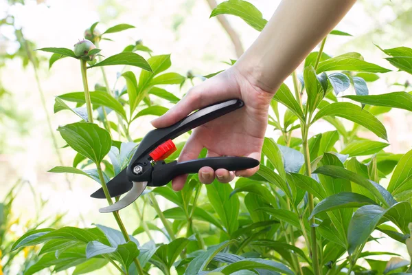Pruning plants in the garden — Stock Photo, Image