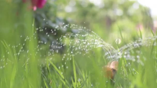 Watering garden grass — Stock Video