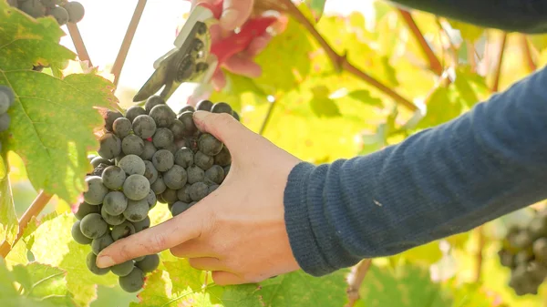 Вино врожаю винограду — стокове фото
