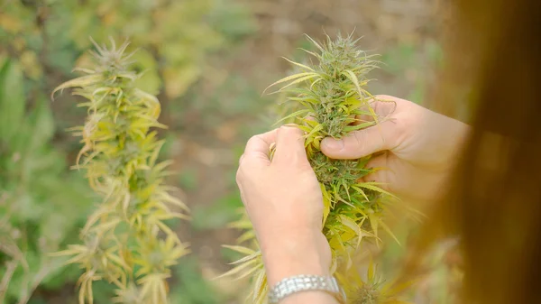 Planta de maconha caseira — Fotografia de Stock