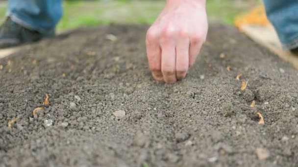 Hombre plantando cebollas para germinar — Vídeos de Stock