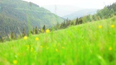 Taze yetişkin yeşil alan çimlendirilmiş