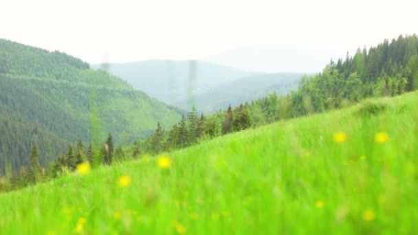 Groen gras veld in Krkonose Mountain — Stockvideo