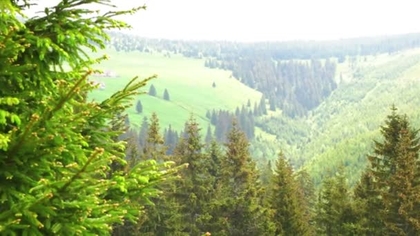 Vista para a Floresta no Parque Nacional Krkonose — Vídeo de Stock