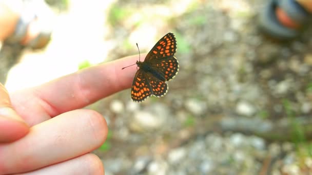 Borboleta sentado na mão Mans — Vídeo de Stock