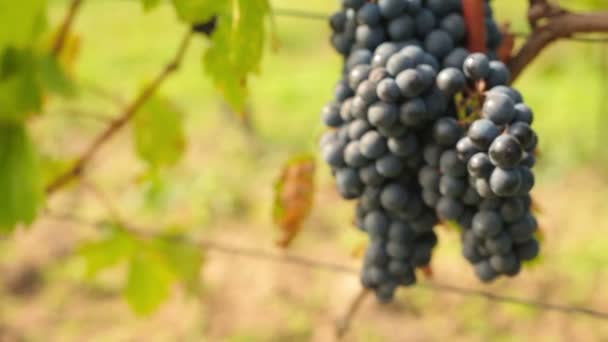 Урожай вина — стоковое видео