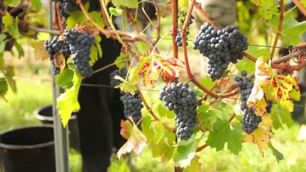 Şarap hasat — Stok video