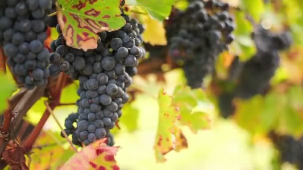 Wine harvest — Stock Video