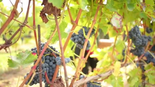 Şarap hasat — Stok video
