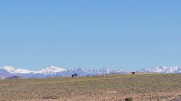 Las vacas pastan en el campo — Vídeos de Stock