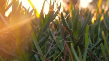 yeşil çim ve güneş ışınları