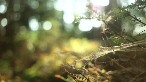 風の中の蜘蛛の巣 — ストック動画