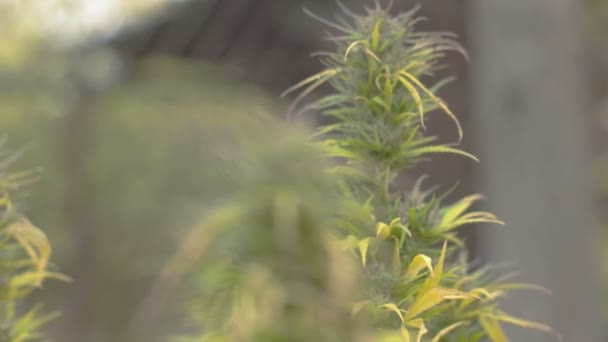 Φυτό homegrown μαριχουάνα — Αρχείο Βίντεο