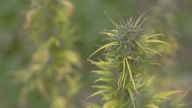Homegrown Marijuana bitkisi