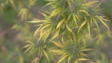 Homegrown Marijuana bitkisi