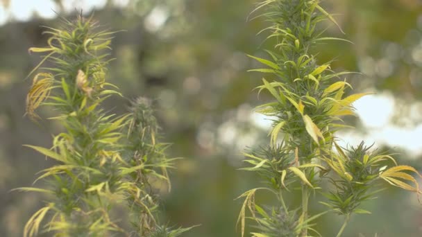 vidéos Homegrown gratuit