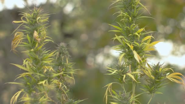 Planta de maconha caseira — Vídeo de Stock