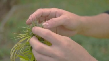 Homegrown Marijuana bitkisi