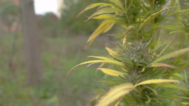 Plante de marijuana cultivée au pays — Video