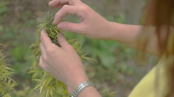 Planta de marihuana de cosecha propia — Vídeo de stock