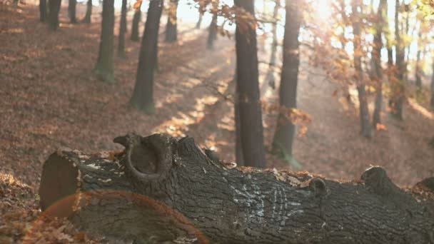 Saison d'automne dans la forêt — Video