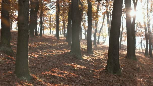 Temporada de outono na floresta — Vídeo de Stock