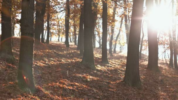 Val seizoen in het forest — Stockvideo