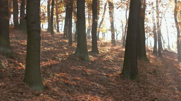 Temporada de otoño en el bosque — Vídeos de Stock