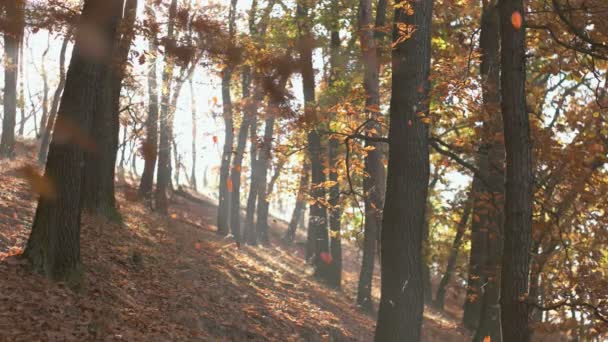 Temporada de otoño en el bosque — Vídeo de stock