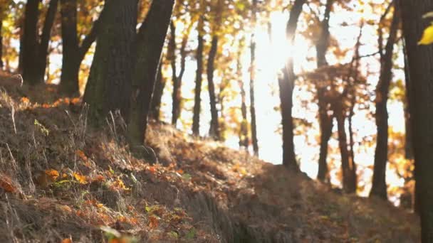 Temporada de outono na floresta — Vídeo de Stock