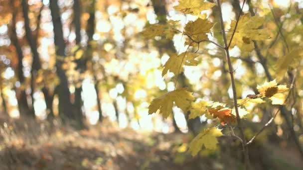 Höstsäsongen i skogen — Stockvideo