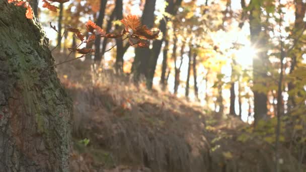 Sezon jesień w lesie — Wideo stockowe