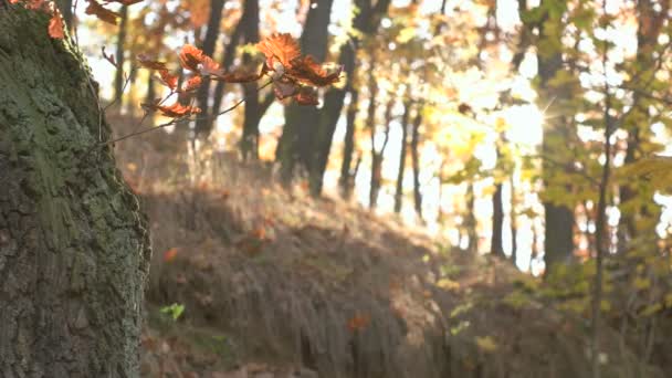 Осенний сезон в лесу — стоковое видео