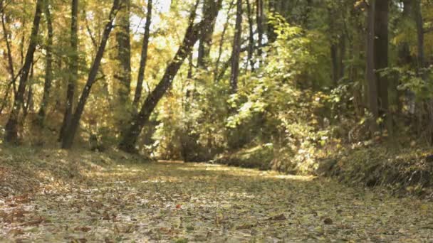 Осенний сезон в лесу — стоковое видео