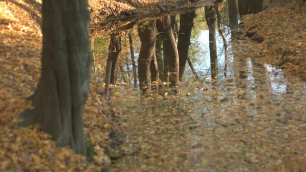 在森林里的秋天季节 — 图库视频影像