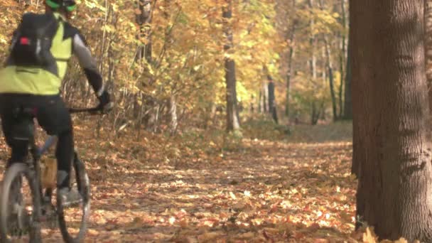 Höstsäsongen i skogen — Stockvideo