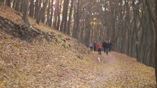 Herbstzeit im Wald — Stockvideo