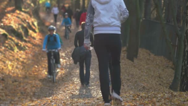 Temporada de otoño en el bosque — Vídeos de Stock