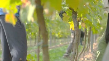 Şarap üzümler vaktinden önce hasat