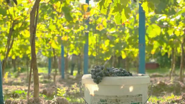 Вино врожаю винограду — стокове відео