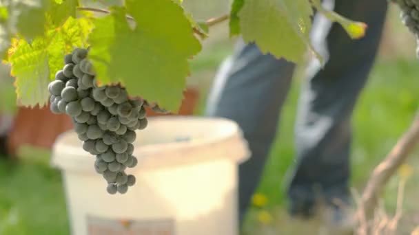 Wina zbioru winogron — Wideo stockowe