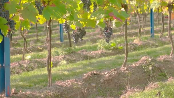 Wine Grape Harvest — Stock Video