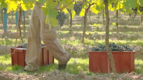 Vendange de raisin de vin — Video