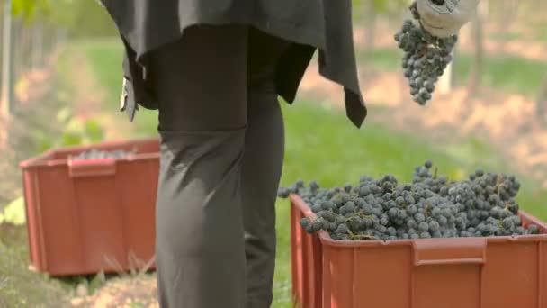 Colheita de uva de vinho — Vídeo de Stock