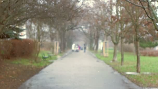 Tranquil Tree Alley During First Snow — Stock Video