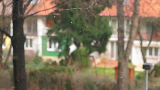 Vororte erleben ersten Schnee, zurück fokussiert — Stockvideo