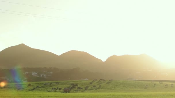 Copy Spased Shot of Farm with Cows — Stock Video